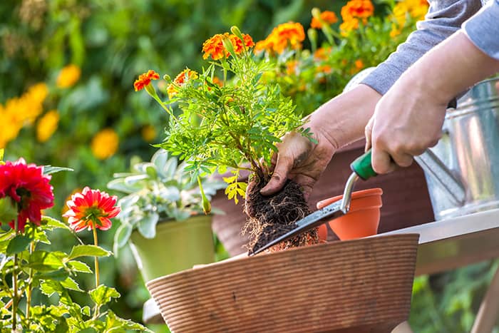 property-records-of-pennsylvania-air-purifying-plants-home (1) - 1 (800) 880-7954