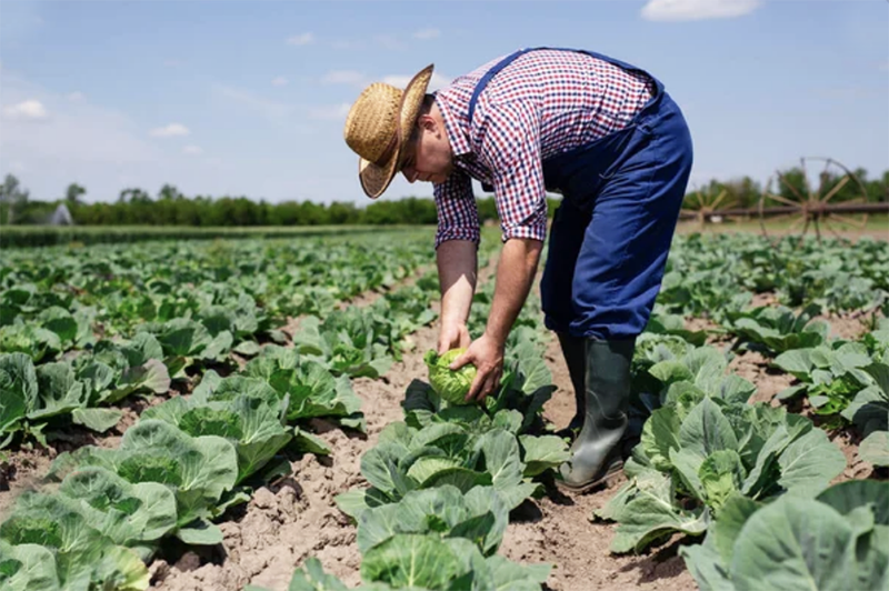 Agriculture and Real Estate: The Allure of Pennsylvania's Farmlands - 1 (800) 880-7954